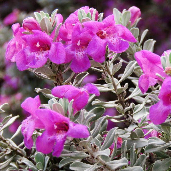 Texas sage