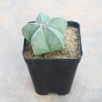 Astrophytum Small Cactus