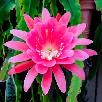 Brahma Kamal – Epiphyllum – Plant (Pink)