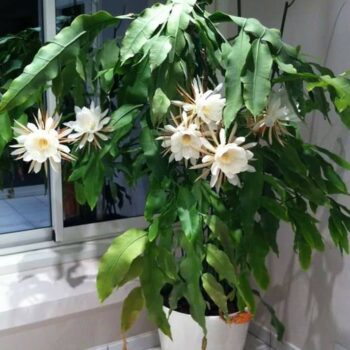 Brahma Kamal – Epiphyllum – Plant (White)