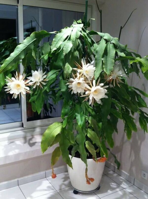 Brahma Kamal – Epiphyllum – Plant (White)