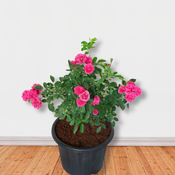 Dark Pink Button Rose Live Plant