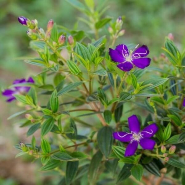 melastoma Plant
