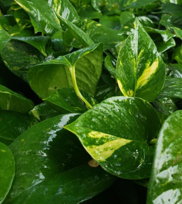 Green Money Plant