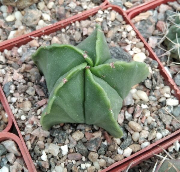Astrophytum Myriostigma Nudum