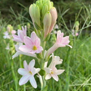 Tuberose Pink - Rajnigandha Single Petal