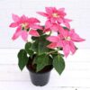 Poinsettia  Pink