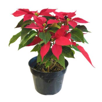Poinsettia Red