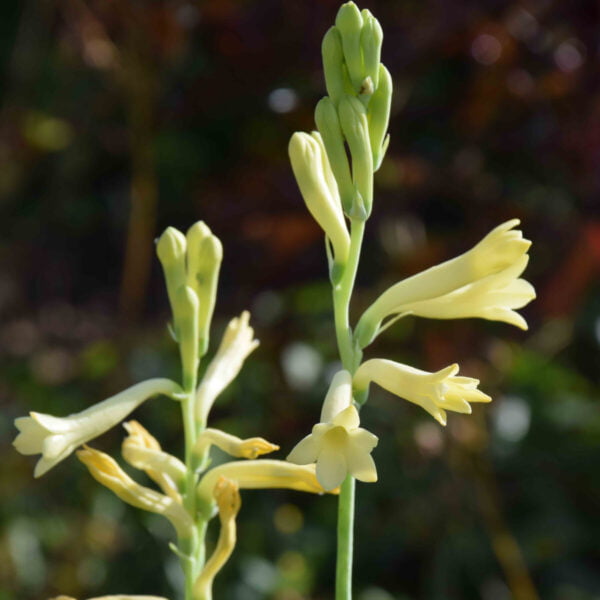 Tuberose Yellow - Rajnigandha Single Petal