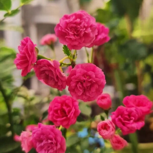 Creeper Rose Red