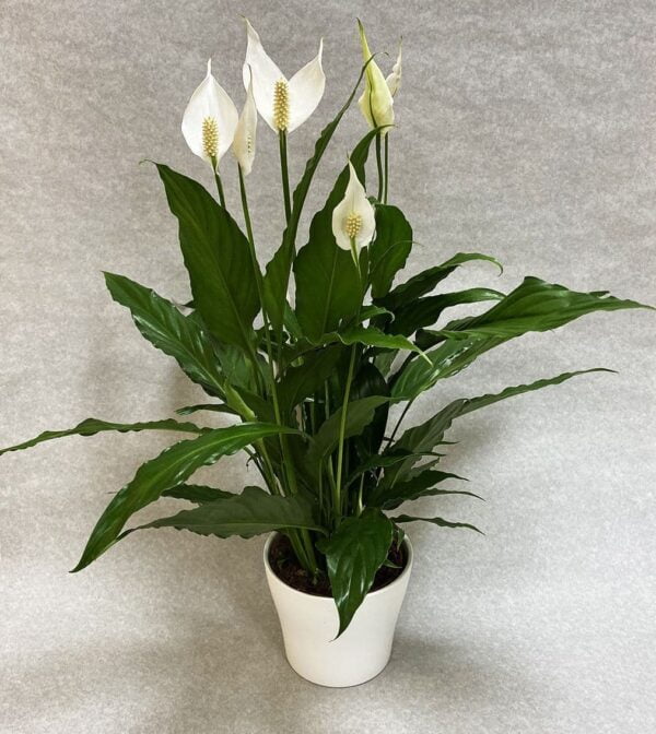 Spathiphyllum Peace Lily