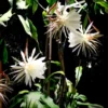 Brahma Kamal – Epiphyllum – Plant (White) Creeper