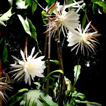 Brahma Kamal – Epiphyllum – Plant (White) Creeper