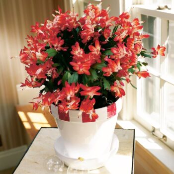 Christmas Cactus - Zygo Catus Red