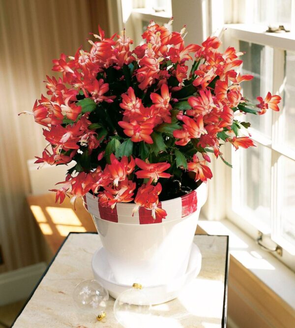 Christmas Cactus - Zygo Catus Red