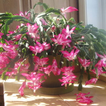 Christmas Cactus - Zygo Catus Pink