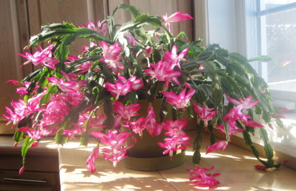 Christmas Cactus - Zygo Catus Pink