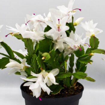 Christmas Cactus - Zygo Catus White