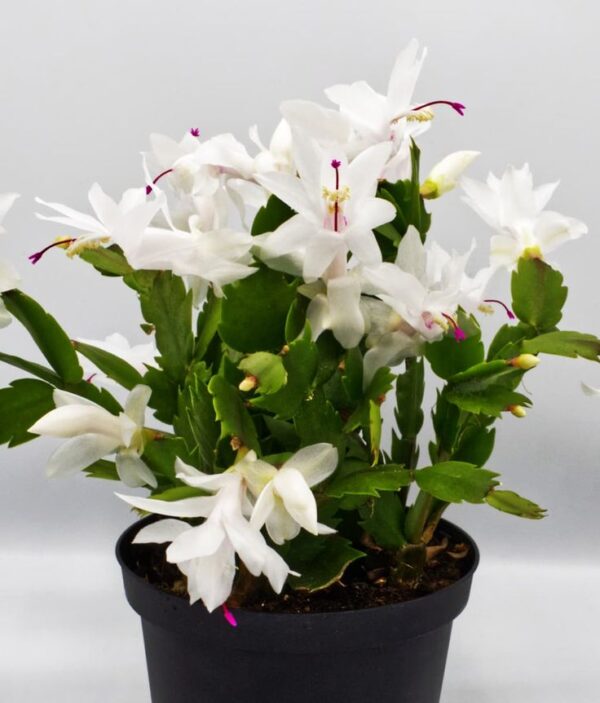 Christmas Cactus - Zygo Catus White