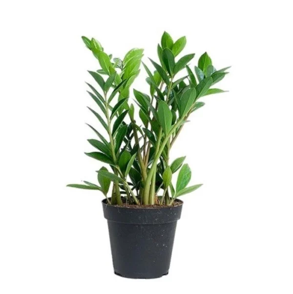 ZZ Plant