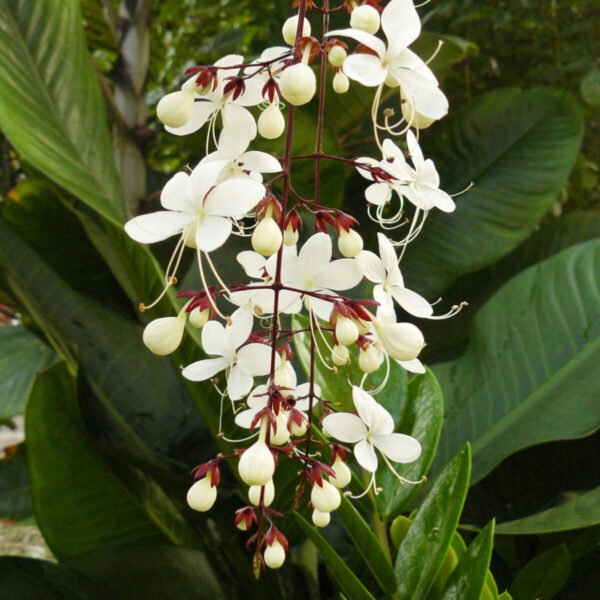 Chains Of Glory (Clerodendrum Wallichii)