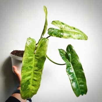 Philodendron Paraiso Verde