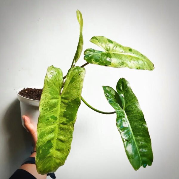 Philodendron Paraiso Verde