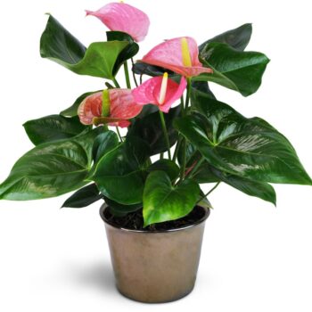 Anthurium Pink Plant