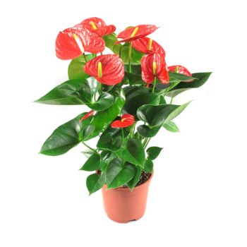 Anthurium Red Plant