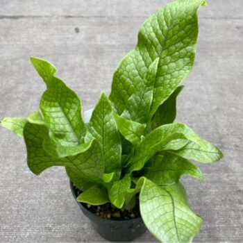 Crocodile Fern (Microsorum musifolium)