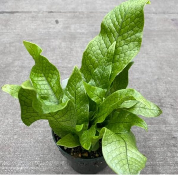 Crocodile Fern (Microsorum musifolium)