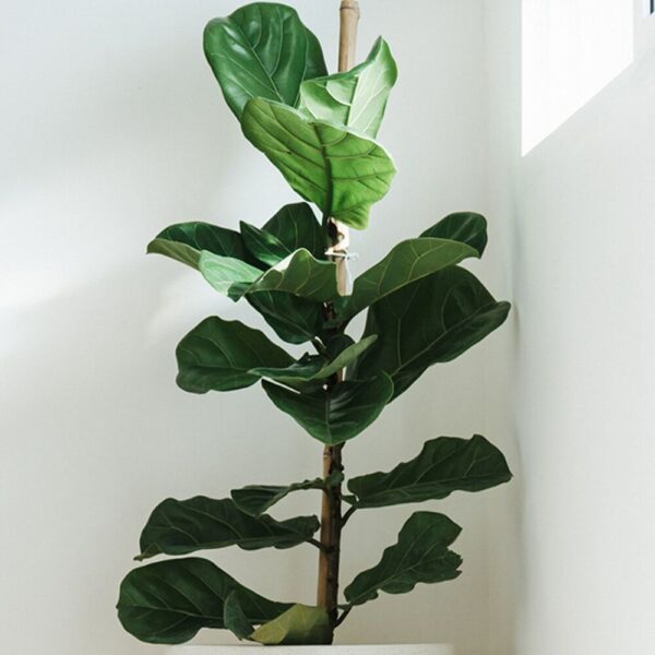 Fiddle-leaf Fig Plant – Ficus Lyrata