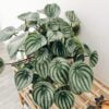 Watermelon Peperomia