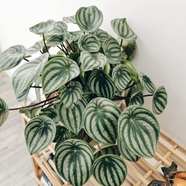 Watermelon Peperomia