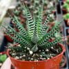 Haworthia - Zebra Plant